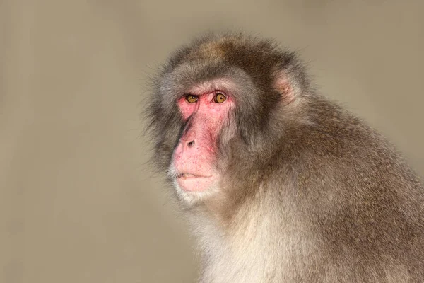 Makak Macaca Fuscata Také Známý Jako Sníh Opice — Stock fotografie