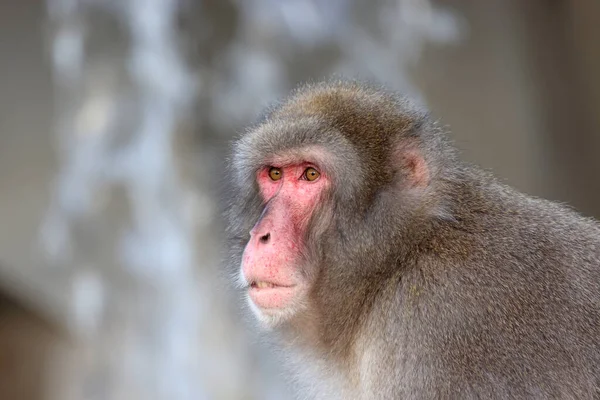 Macaque Japonais Macaca Fuscata Aussi Connu Comme Singe Neige — Photo
