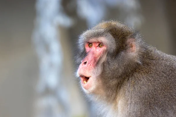 Японская Макака Macaca Fuscata Известный Снег Monkey — стоковое фото