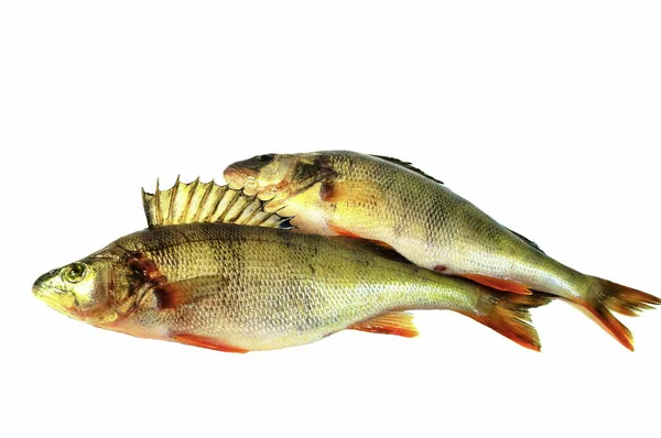 Фотографии Изображены Две Рыбы Белом Фоне Европейский Окунь Perca Fluviatilis — стоковое фото