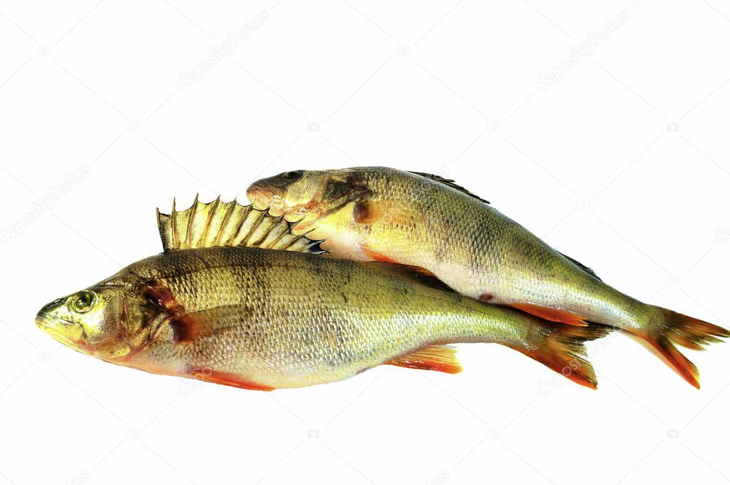 In the photo there are two fish on a white background. The European perch (Perca fluviatilis), also known as the common perch, redfin perch is a predatory species of the freshwater perch.