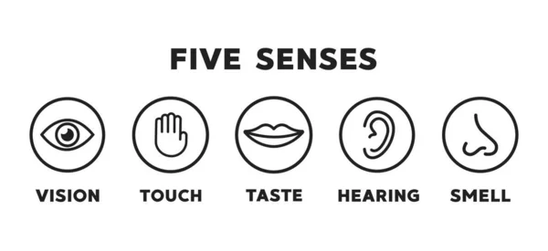 Pět Smyslových Vektorových Ikon Nastaveno Vidění Sluch Dotek Chuť Čich — Stockový vektor