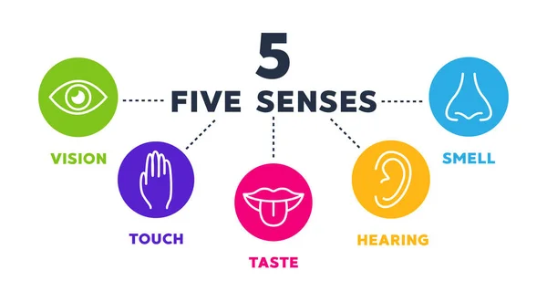 Lima Indra Vektor Ikon Ditetapkan Penglihatan Pendengaran Sentuhan Rasa Bau - Stok Vektor