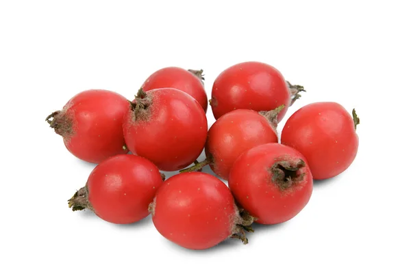 Beyaz arkaplanda bulunan parlak kırmızı dut grubu (crataegus submollis) izole edildi.