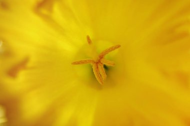 Narcissus 'un (ya da nergis) küçük bir odak derinliği olan polen ile dayanıklılığını kapat.