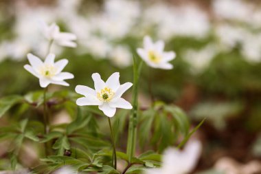 Ormandaki Anemone Nemorosa 'nın beyaz çiçeğine yaklaş. Anemonoides nemorosa ya da Wood anemone ormanların güzel ilkbahar çiçeğidir..