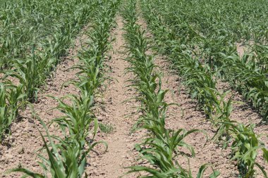 Güneşli bir yaz gününde, tarlada paralel sıra taze mısır filizleri, seçici bir odak noktası. Mısır bitkileri büyüyor. Tarım kavramı.