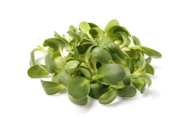 Beyaz arka planda izole edilmiş mikroyeşil ayçiçeği filizleri. Vejetaryen yemeği. Çiğ lahana. Sağlıklı yeme kavramı.