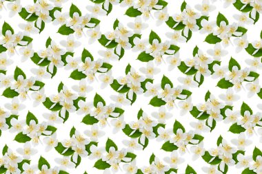 Yasemin çiçekleri ve beyaz yapraklı doğal desen. Çiçek arka planı.