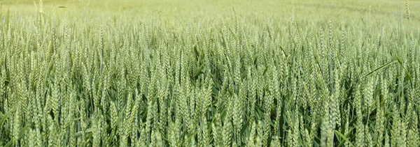 Panoramische Achtergrond Met Groene Tarweoren Van Dichtbij Groene Tarweveld Landbouwconcept — Stockfoto