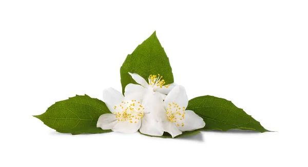 Groupe Fleurs Jasmin Avec Des Feuilles Isolées Sur Fond Blanc — Photo