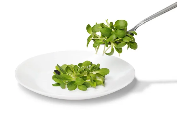 Fork Sunflower Sprouts White Dish Microgreens Sprouts Isolated White Background — Stock Photo, Image
