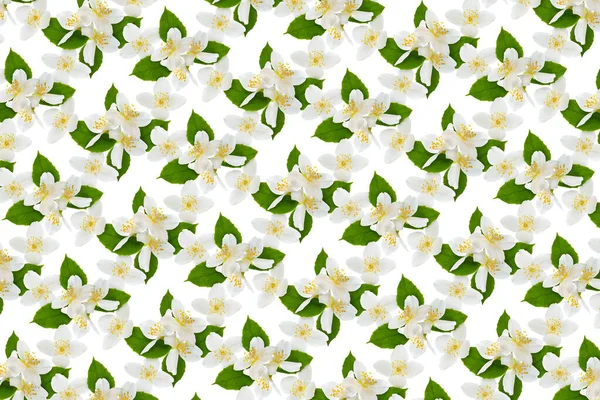 Натуральний Візерунок Квітами Жасмину Листям Білому Квітковий Фон — стокове фото