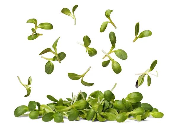 Flying Sunflower Sprouts Pile Microgreens Isolated White Background Vegetarian Food Fotografia Stock