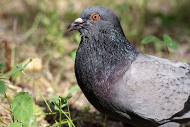 Parktaki kaya güvercini kafasının yakınına. Bilindik güvercin ya da vahşi güvercin profili. Vahşi yaşam konsepti.