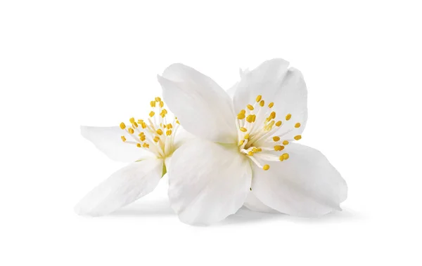 Close Flores Brancas Jasmim Isoladas Fundo Branco — Fotografia de Stock