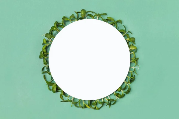 Frame Center Microgreens Sunflower Sprouts Green Background Copy Space Mockup — Foto Stock