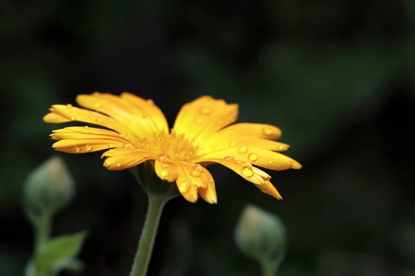 Primo Piano Gocce Acqua Petali Fiore Calendula Contro Sfondo Scuro — Foto Stock