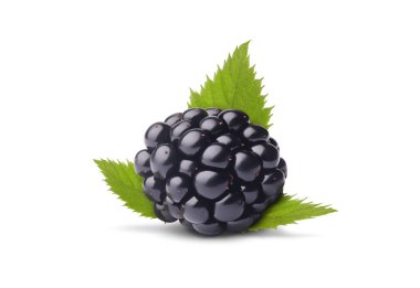 Yeşil yapraklı taze böğürtlen, beyaz arka planda izole edilmiş, yakın plan..