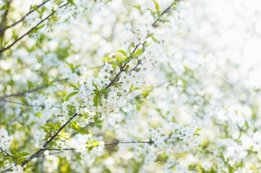 Güneşli bahar gününde, arka planı bulanık olan, beyaz meyve çiçekleri olan parlak bir arka plan, seçici bir odak. Bahar ağacı çiçek açıyor..