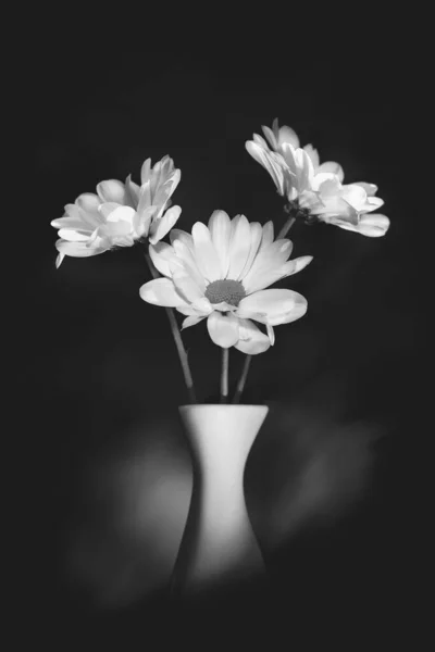 Three white daisies in vase on black background, selective focus. Black and white image.