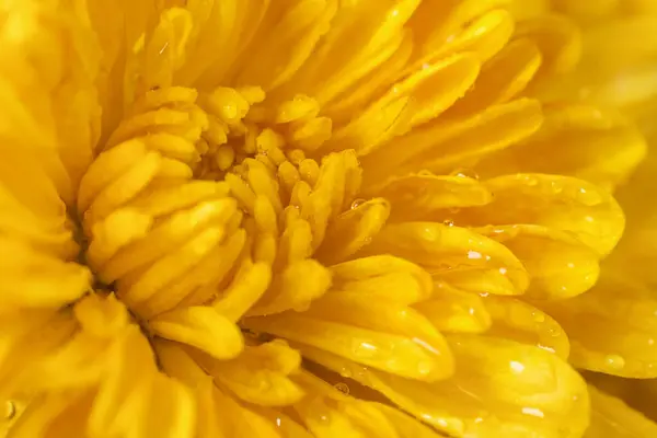 关闭黄色菊花与水滴在花瓣上 有选择的焦点 花朵上的雨后有水滴的明亮的花朵背景 — 图库照片