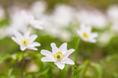 Ormandaki Anemone Nemorosa 'nın beyaz çiçeğine yaklaş. Anemonoides nemorosa ya da Wood anemone ormanların güzel ilkbahar çiçeğidir..