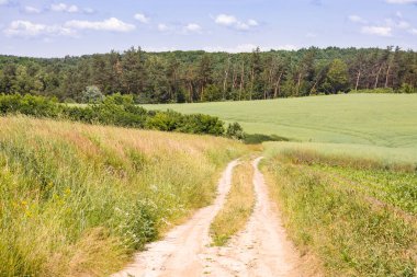 Sıcak yaz gününde kırsal alan, yuvarlak tepeler ve ormana giden yol. Kırsal manzara.