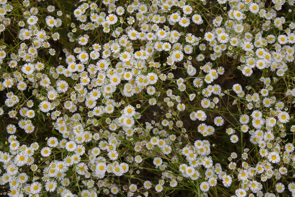 Fundo Floral Com Flores Camomila Selvagem Branco Melkolepestnik Campo Vista — Fotografia de Stock
