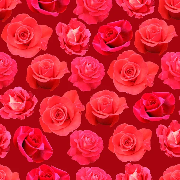 Patrón Hermosas Rosas Rojas Rosas Rojas — Foto de Stock