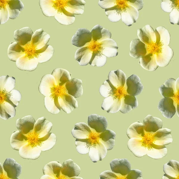 Yellow Flowers Seamless Pattern Beautiful Yellow Flowers Red Flowers — Stock Photo, Image