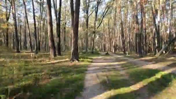 Bosque Paisajes Otoñales Vista Panorámica Del Paisaje Forestal Bosque Paisaje — Vídeo de stock