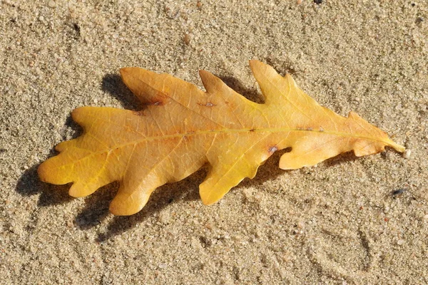 Les Feuilles Automne Reposent Sur Sable Feuilles Automne — Photo