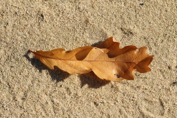 Folhas Outono Estão Areia Folhas Outono — Fotografia de Stock