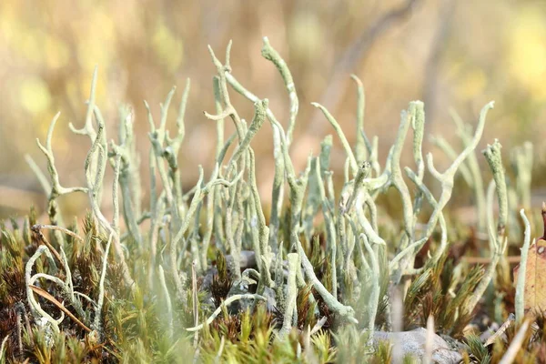 Muschio Verde Cominciato Crescere Nella Foresta Autunno — Foto Stock