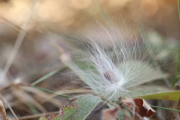 Ein Flauschiger Samen Einer Pflanze Der Sich Auf Einem Grashalm — Stockfoto