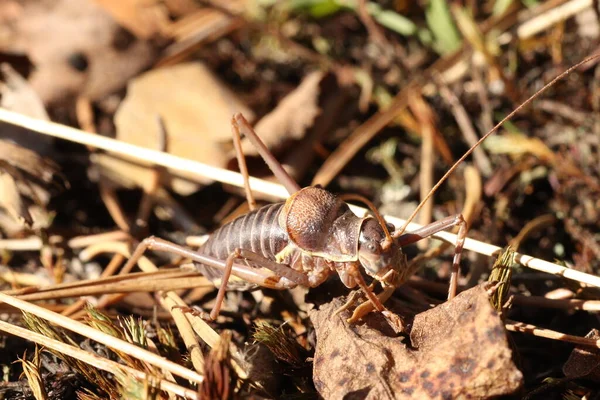 Heuschrecken Akridas Sind Mehrere Insektenarten Aus Der Familie Der Heuschrecken — Stockfoto