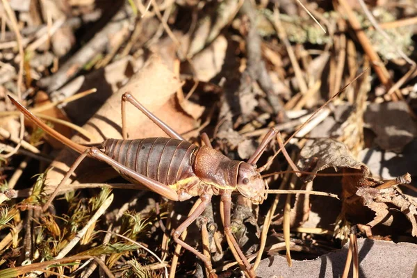 Heuschrecken Akridas Sind Mehrere Insektenarten Aus Der Familie Der Heuschrecken — Stockfoto