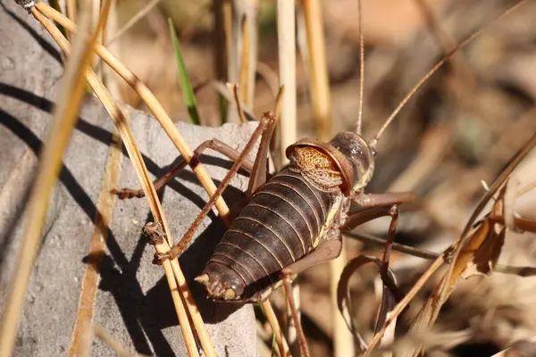 Heuschrecken Akridas Sind Mehrere Insektenarten Aus Der Familie Der Heuschrecken — Stockfoto