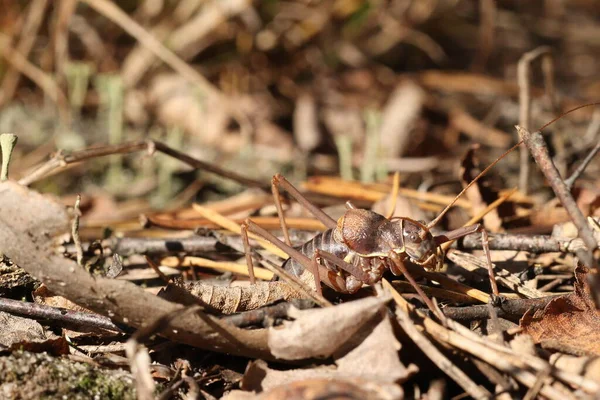 Heuschrecken Akridas Sind Mehrere Insektenarten Aus Der Familie Der Heuschrecken — Stockfoto