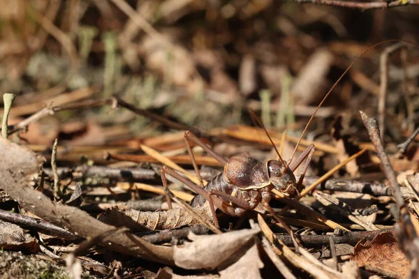 Criquets Acridas Sont Plusieurs Espèces Insectes Vraie Famille Des Criquets — Photo