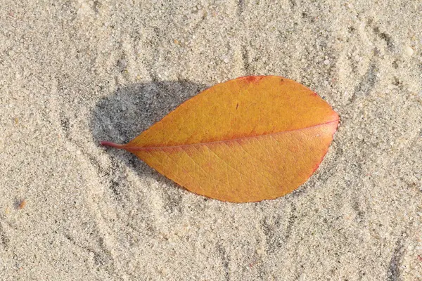 Осенние Листья Лежат Песке Осенние Листья — стоковое фото