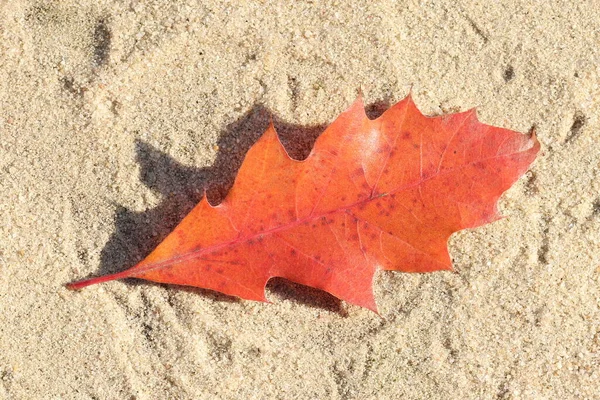 Las Hojas Otoño Yacen Arena Hojas Otoño —  Fotos de Stock