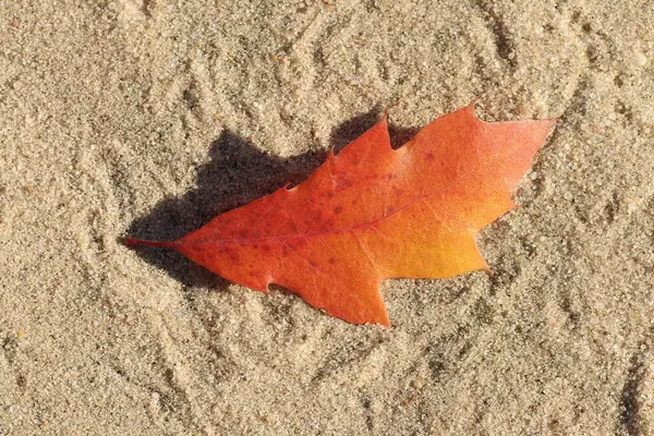 Folhas Outono Estão Areia Folhas Outono — Fotografia de Stock