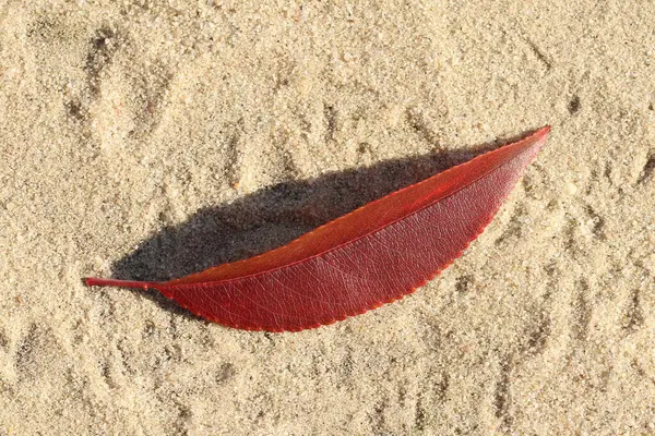 Φθινοπωρινά Φύλλα Κείτονται Στην Άμμο Φθινοπωρινά — Φωτογραφία Αρχείου
