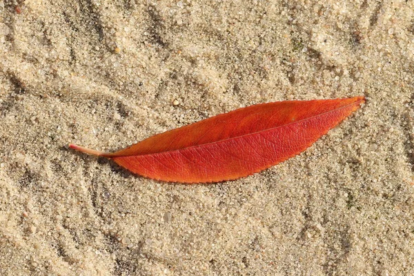 Les Feuilles Automne Reposent Sur Sable Feuilles Automne — Photo