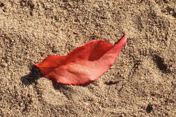 Folhas Outono Estão Areia Folhas Outono — Fotografia de Stock