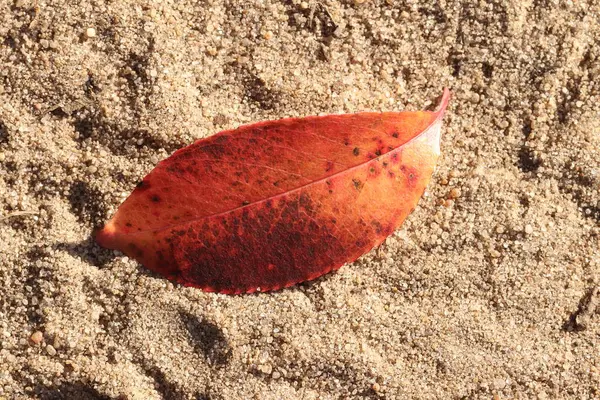 Folhas Outono Estão Areia Folhas Outono — Fotografia de Stock
