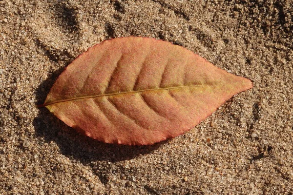 Autumn Leaves Lie Sand Autumn Leaves — Stock Photo, Image