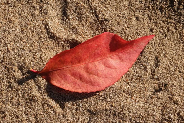 Las Hojas Otoño Yacen Arena Hojas Otoño —  Fotos de Stock